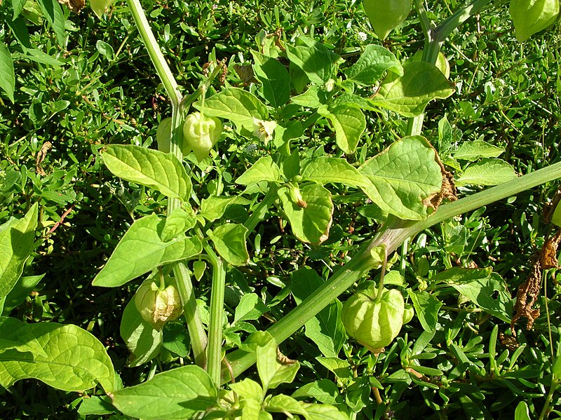 Physalis minima